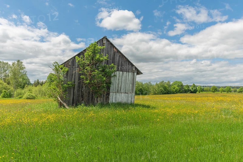 Old barn in a country meadow near Rotenbach wiesen nature reserve. Friedenweiler, Baden-Wurttemberg, Germany, Europe