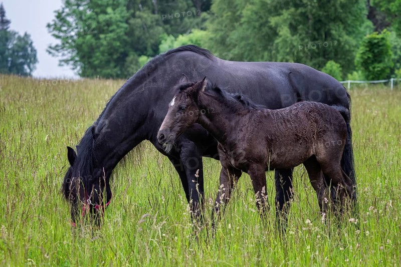Friesian mare horse and foal on the meadow. Warlander, a cross between a Friesian and a Lusatian horse