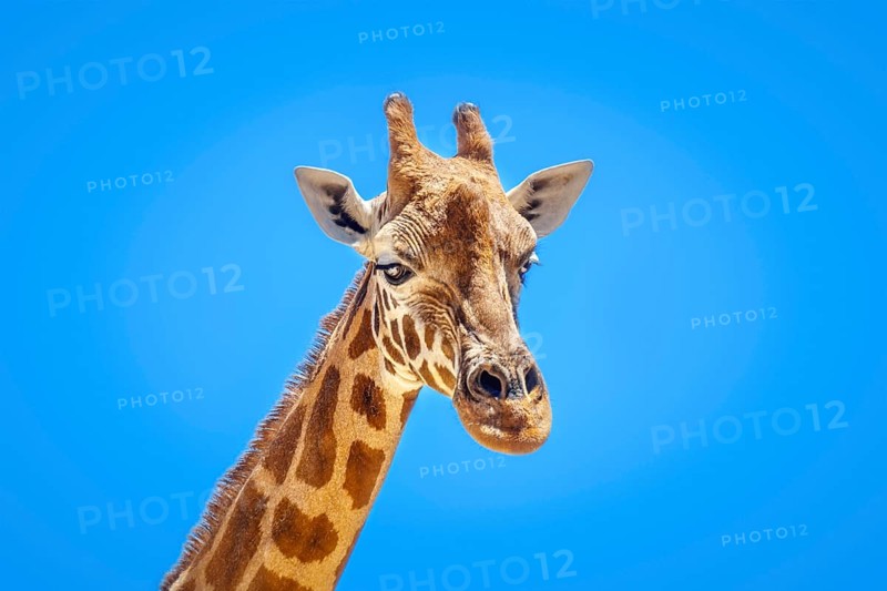 An image of a beautiful Giraffe portrait isolated in front of a blue sky