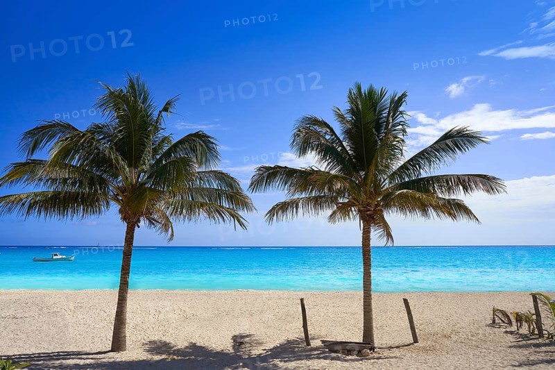 Caribbean beach coconut palm trees in Riviera Maya of Mexico