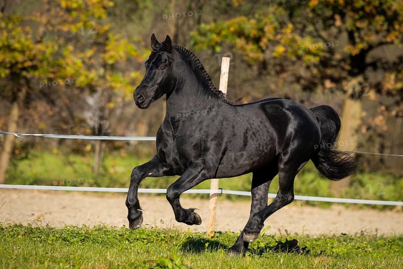Friesian stallion in the pasture in autumn