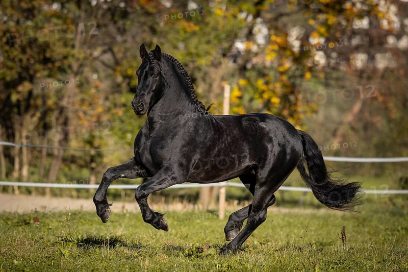 Friesian stallion in the pasture in autumn
