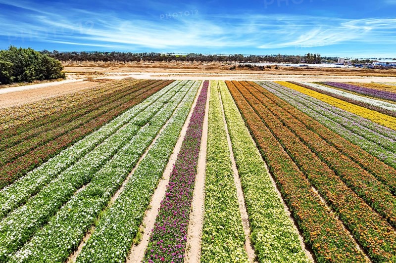 Large garden buttercups bloomed on the kibbutz field. Spring in Israel. Magnificent flower field. Southern Israel on the border with the Gaza Strip. Spectacular photos taken by drone