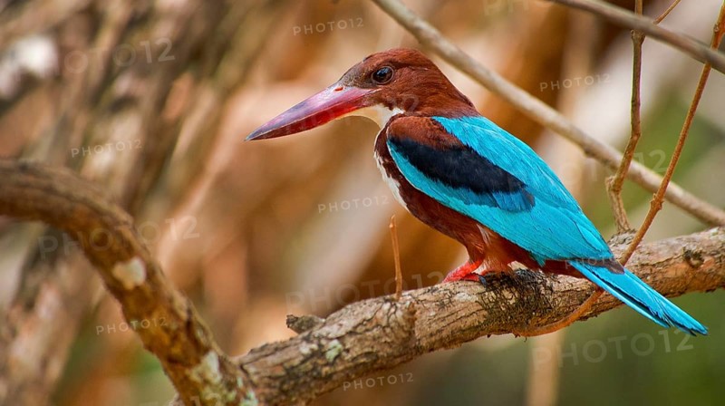 White-Throated Kingfisher, Halcyon smyrnenis, Wilpattu National Park, Sri Lanka, Asia