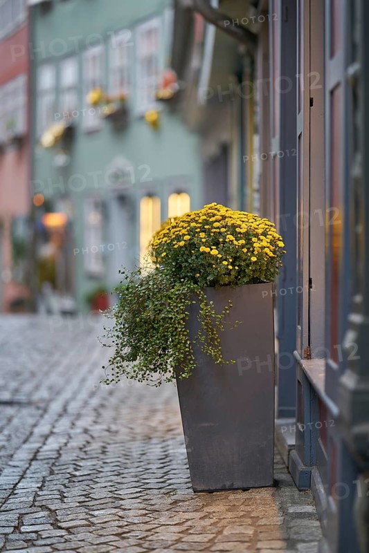 Flowers in a flower pot