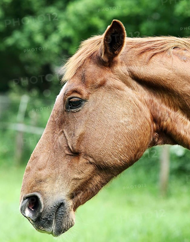 Portrait of a brown horse, 2014