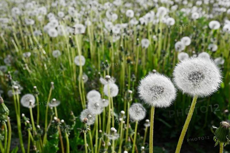 Dandelion blowballs or seed heads on a meadow in summer