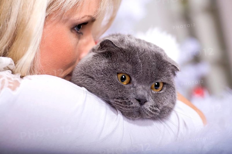 Portrait of a Scottish shorthair cat and a woman at the Christmas tree