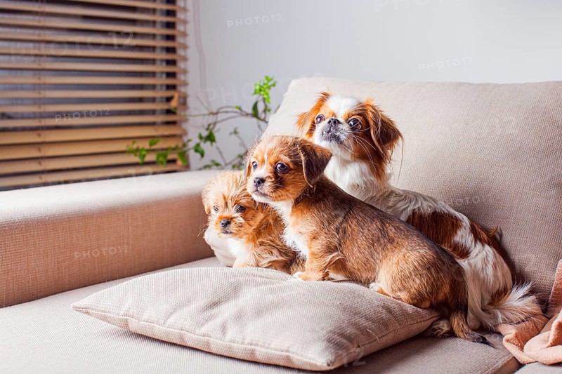 The mom dog with her puppies are sitting on the couch. Pekingese dog indoor