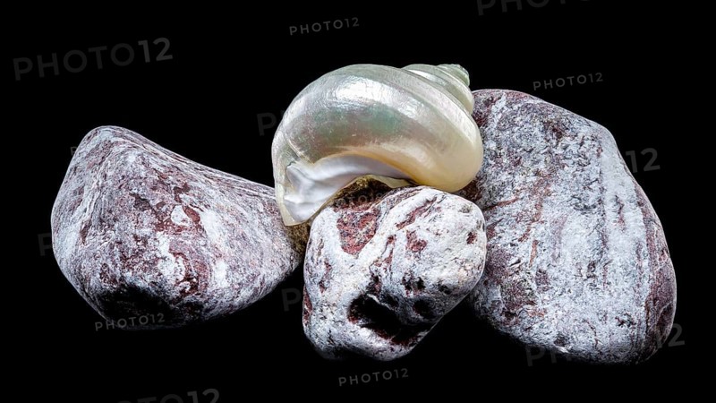 A pearly turban snail shell rests atop textured volcanic rocks against a black background. The iridescent surface of the shell contrasts beautifully with the rough stone texture, Odessa, Ukraine, Europe