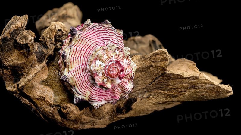 A beautiful sea shell Strawberry Conch resting on a piece of weathered driftwood, isolated against a deep black background, Odessa, Ukraine, Europe