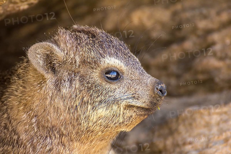 Rock hyrax (Procavia capensis)