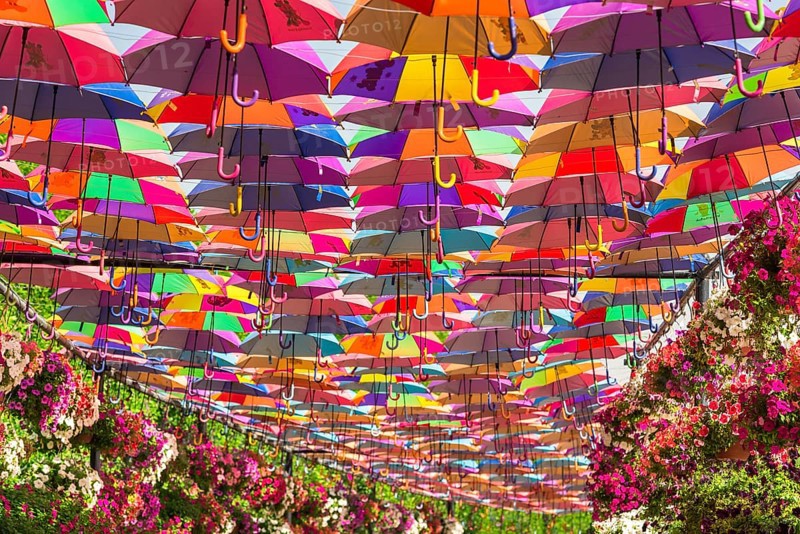 UAE, DUBAI - DECEMBER 30: multicolor umbrellas roof in Dubai miracle garden on December 30, 2014