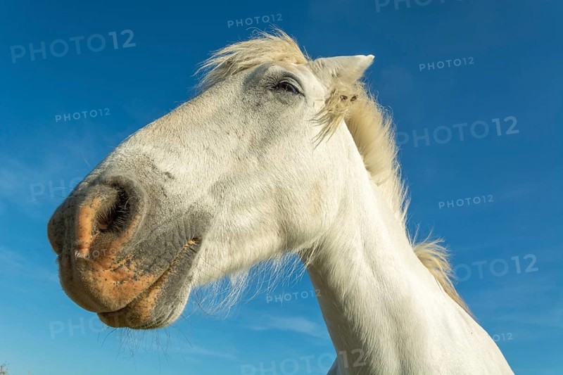 Camargue horse portrait in a pasture in the Camargue national park. Provence-Alpes-Cote d'Azur, France, Europe