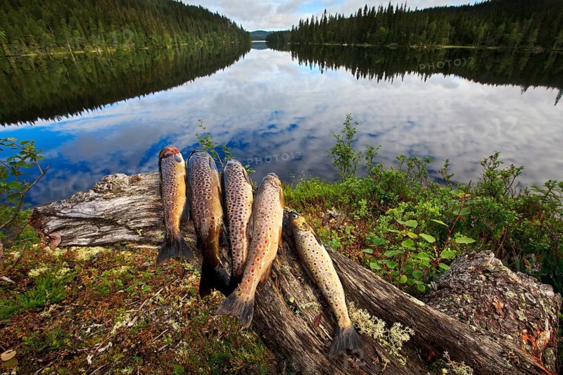 A catch of trout fish, Northern Europe, Scandinavia, Norway, Europe