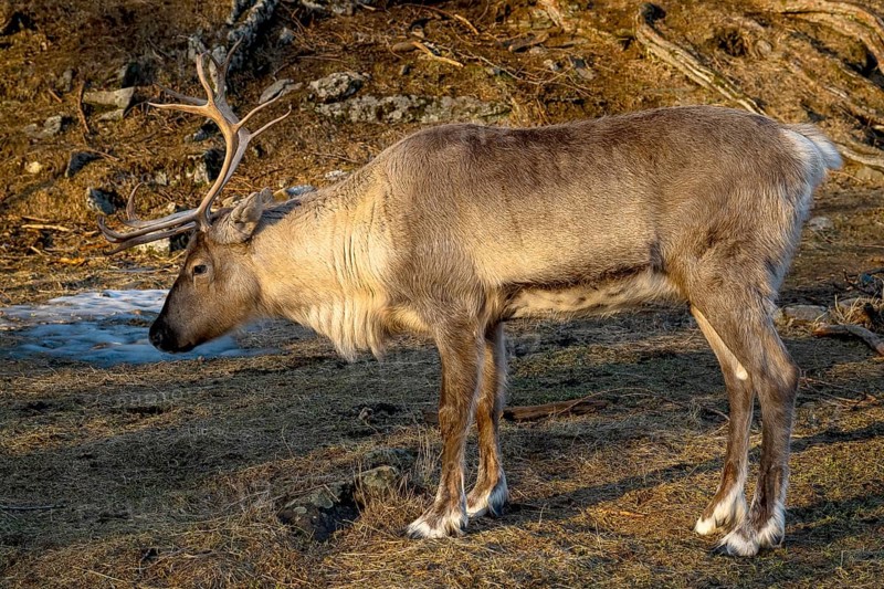 Reindeer (Rangifer tarandus), Bodø, Norway, Europe