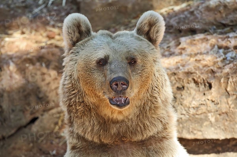 Big Bear posing for visitors in the park - safari in Tel Aviv