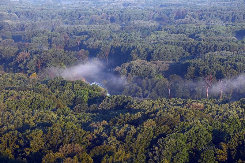 Danube floodplain forests near Hainburg, Austria, Europe