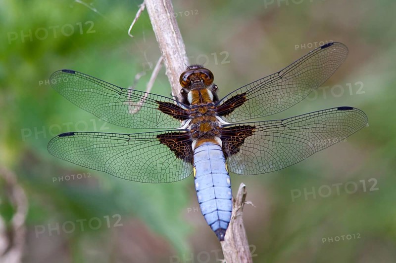 Libellula depressa, flat-bellied, male