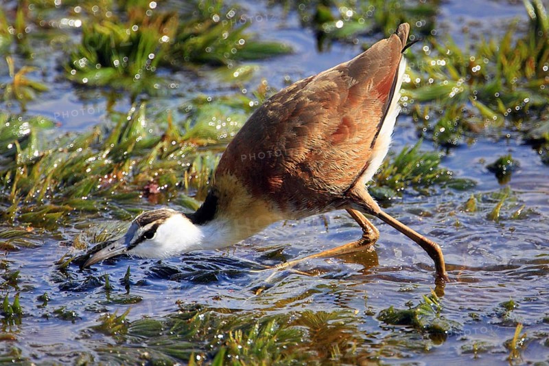 Blue-fronted Jacana, African Jacana
