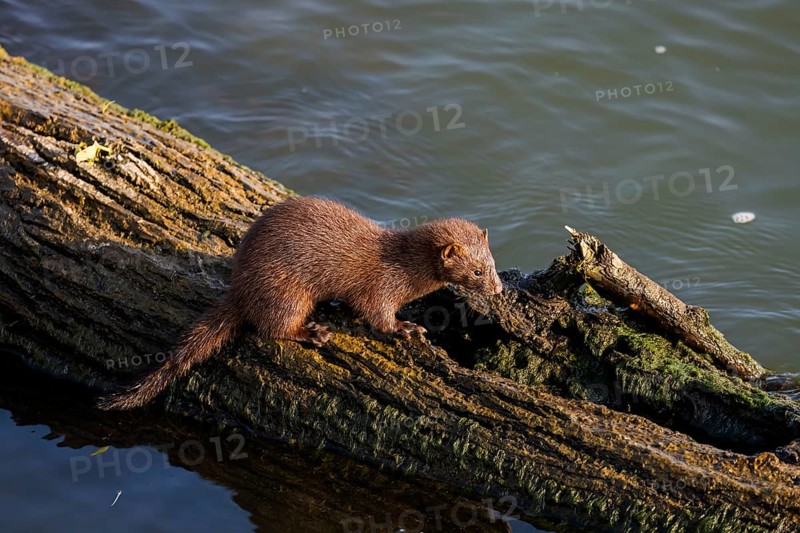 American mink (Neovison vison) on the hunt on the lake Michigan