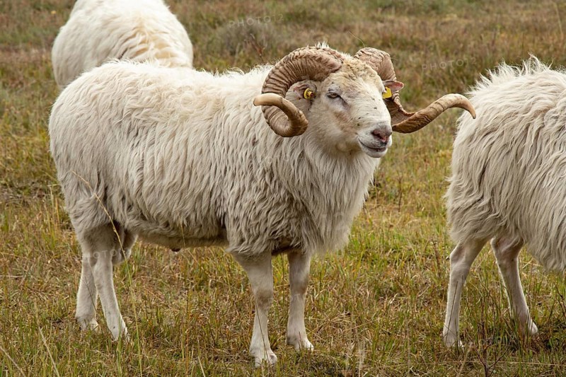 White-horned Heidschnuckenbock in the moor