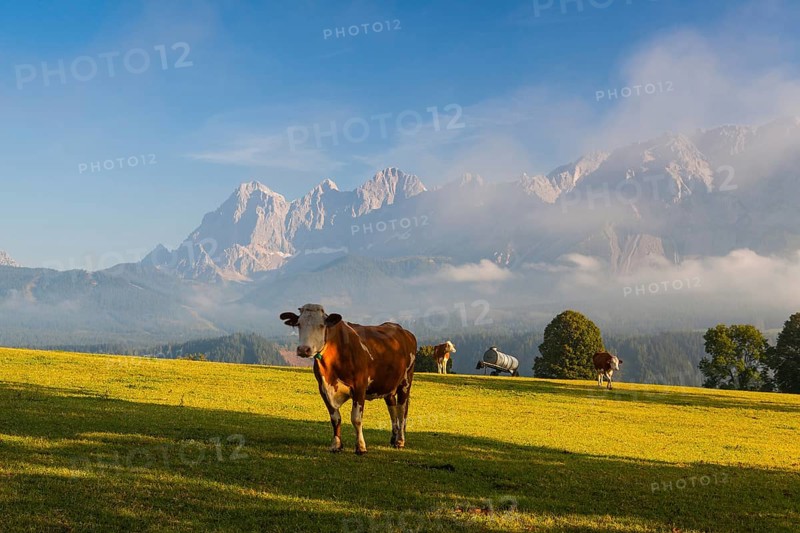 On a farm in the high mountains in Austria