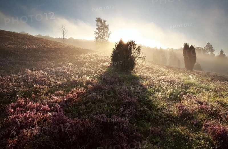 Juniper tree shadow on heathland at sunrise, Totengrund, Germany, Europe