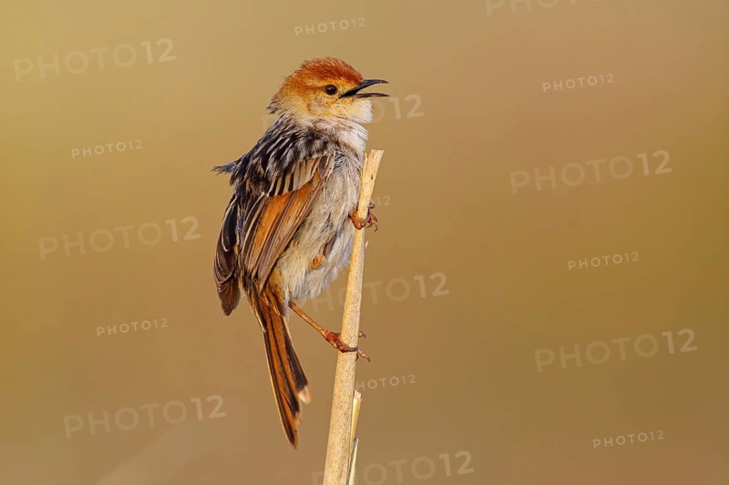 Vley's Cisticola, (Cisticola tinniens), biotope, habitat, perch, False Bay Nature Reserve Stran, Cape Town, Western Cape, South Africa, Africa