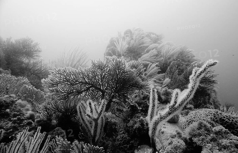 Coral reef, South Africa, Port Elizabeth, Ibhayi, Madiba Bay, Indian Ocean, Africa