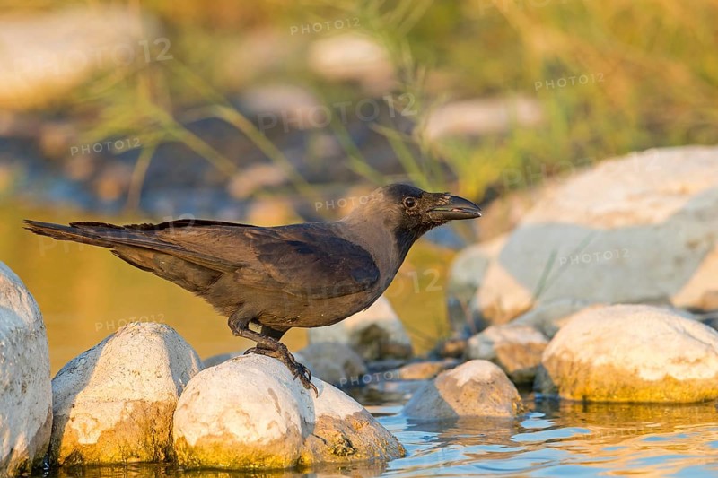 Glossy crow, (Corvus splendens), omnivore, genus of ravens and crows, corvids, Raysut, Salalah, Dhofar, Oman, Asia