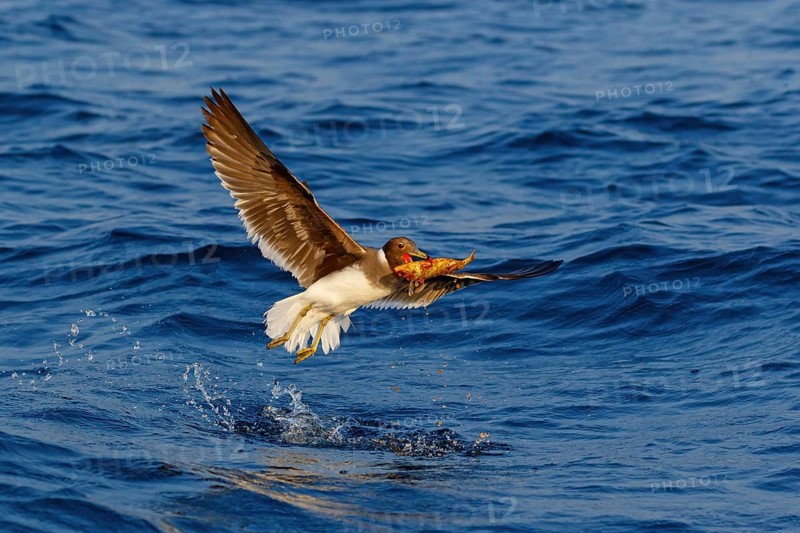 Hemprich's Gull, (Ichthyaetus hemprichii), (Larus hemprichii), Fish Eagle Gull Salalah, Off Mirbat, Dhofar, Oman, Asia
