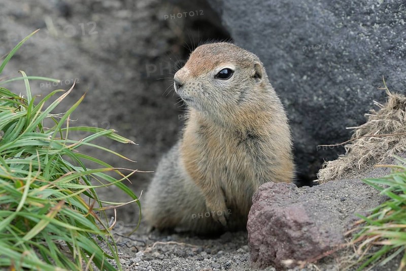 Curious but cautious wild animal Arctic ground squirrel peeps out of hole under stone and looking around so as not to fall into jaws of predatory beasts. Kamchatka Peninsula, Russian Far East, Asia