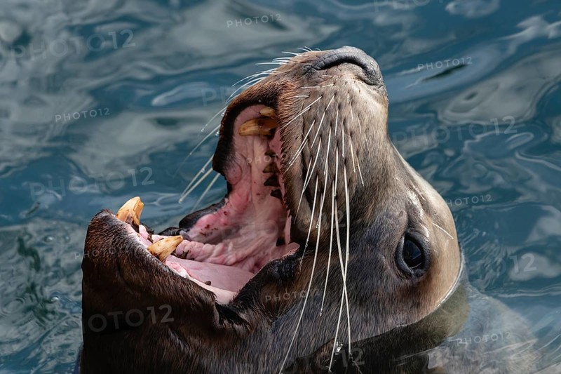 Closeup portrait of wild Steller Sea Lion or Northern Sea Lion (Eumetopias Jubatus) with wide open mouth and teeth fangs swims in cold water Pacific Ocean. Avacha Bay, Kamchatka Peninsula, Russian Far East
