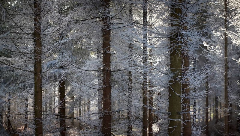 Hoarfrost on a spruce forest