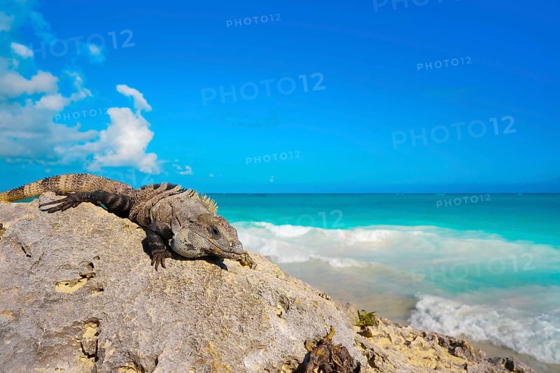 Mexican iguana in Tulum with Caribbean sea of Riviera Maya Mexico