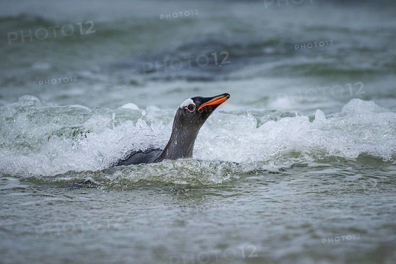 A gentoo penguin (Pygoscelis papua) landing on a beach, Pebble Island, Falkland Islands, Great Britain, South Atlantic Ocean, South America