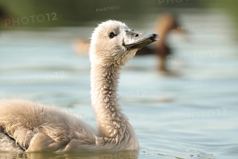 Young swan on a sunny spring morning