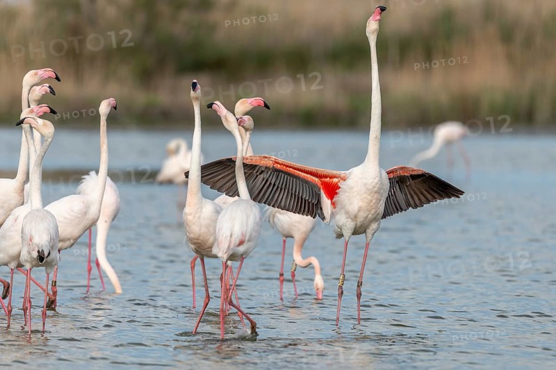 Greater Flamingos in courtship (Phoenicopterus roseus) in a swamp in spring. Saintes Maries de la Mer, Parc naturel regional de Camargue, Arles, Bouches du Rhone, Provence Alpes Cote d'Azur, France, Europe