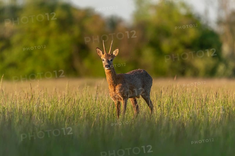 Roebuck (Capreolus capreolus) in a spring meadow. Bas-Rhin, Collectivite europeenne d'Alsace, Grand Est, France, Europe
