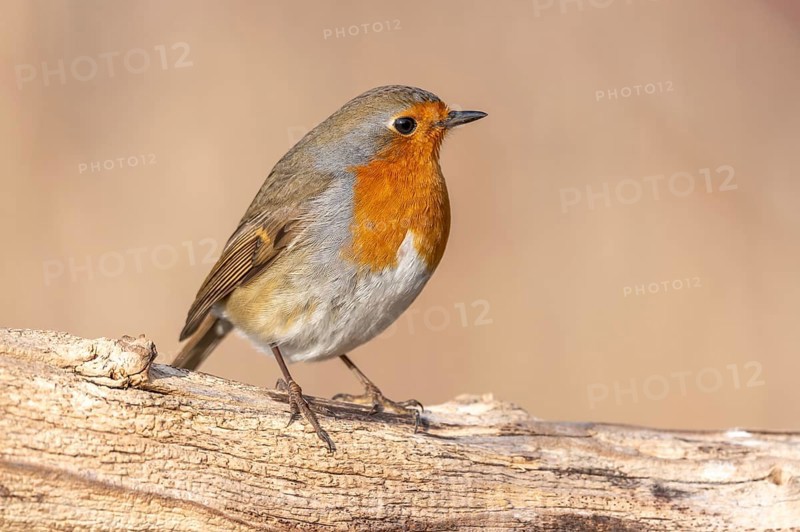 European Robin (Erithacus rubecula) perched on a branch in the forest in winters. Alsace, France, Europe