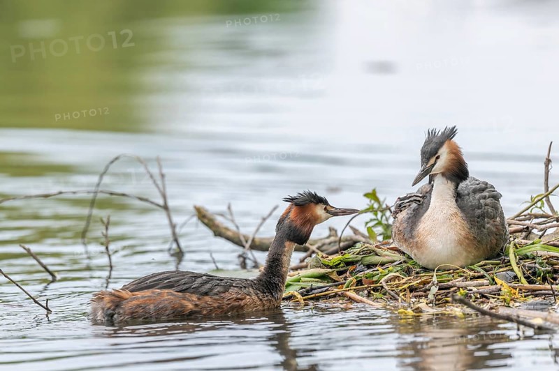 Great Crested Grebe (Podiceps cristatus) bringing a small fish for the chicks a few days old on a river. Bas-Rhin, Collectivite europeenne d'Alsace, Grand Est, France, Europe