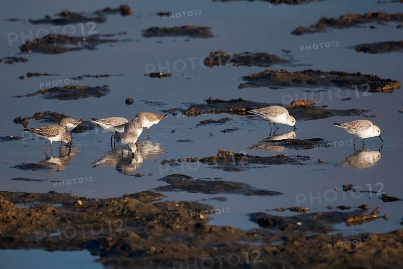 Calidris minuta, Tavira salt lake, Tavira, Algarve, Portugal, Europe