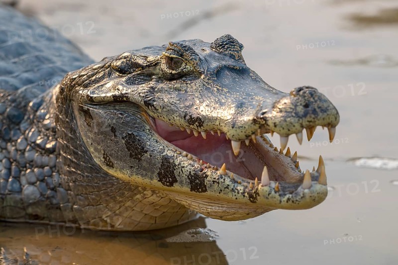 Caiman (Caimaninae), Crocodile (Alligatoridae), crocodile (Crocodylia), open mouth, animal portrait, Pantanal, inland, wetland, UNESCO Biosphere Reserve, World Heritage Site, wetland biotope, Mato Grosso, Brazil, South America