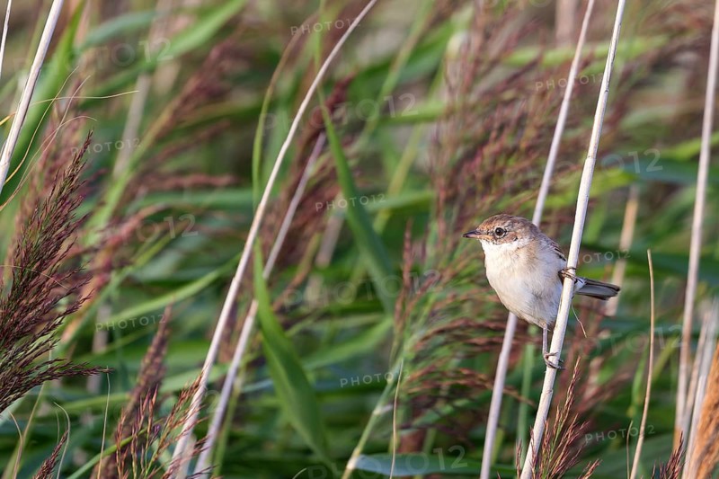Whitethroat (Sylvia communis) sitting in the reeds on Juist, East Frisian Islands, Germany, Europe