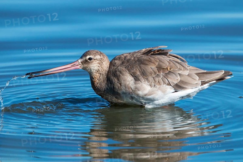 Black-tailed godwit, Limosa limosa