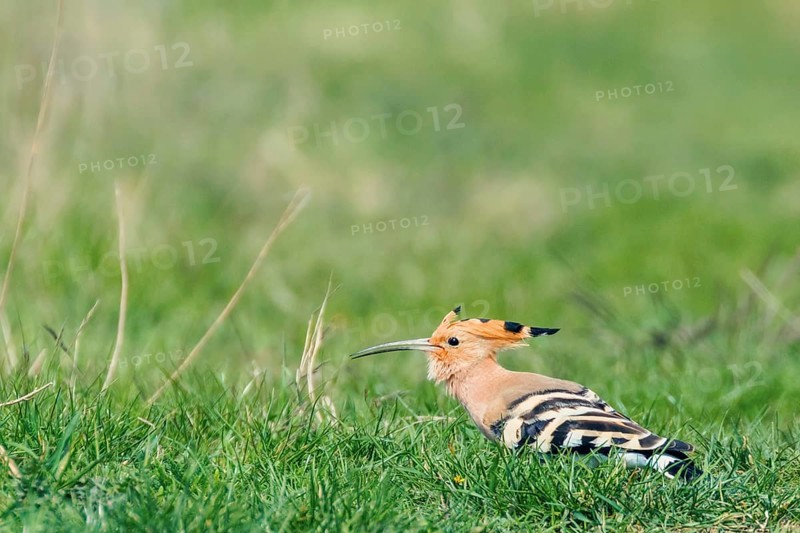 Hoopoe, Common Hoopoe (Upupa epops) Eurasian Hoopoe