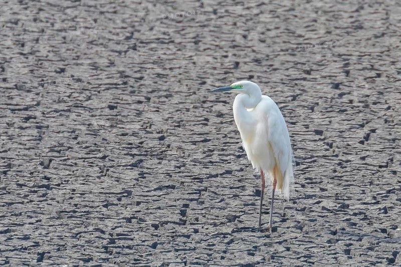 Great Egret Standing on Dry Pond (Ardea alba) Great White Egret, Common Egret