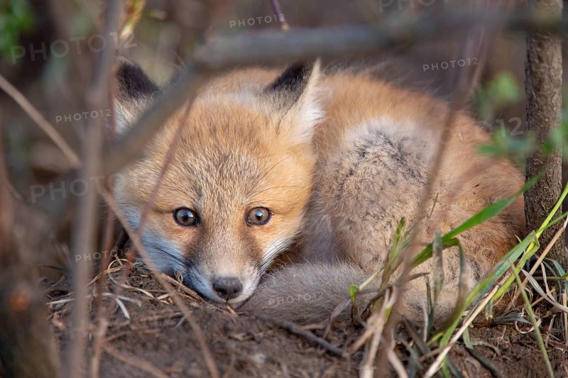 Fox Kits Near Den in Prairie Saskatchewan Canada