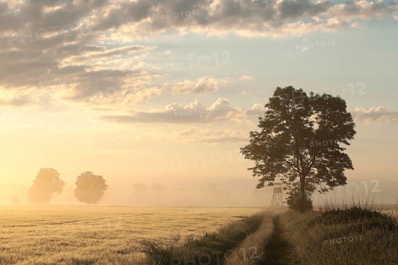 Silhouette of ash tree in a grain field in foggy weather during sunrise